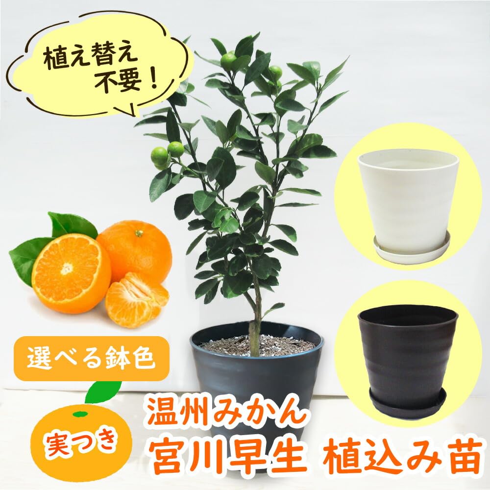 Amazon.co.jp: 【 植え替え不要 】 実つき 温州みかん 「 宮川早生